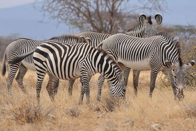 safari holidays serengeti