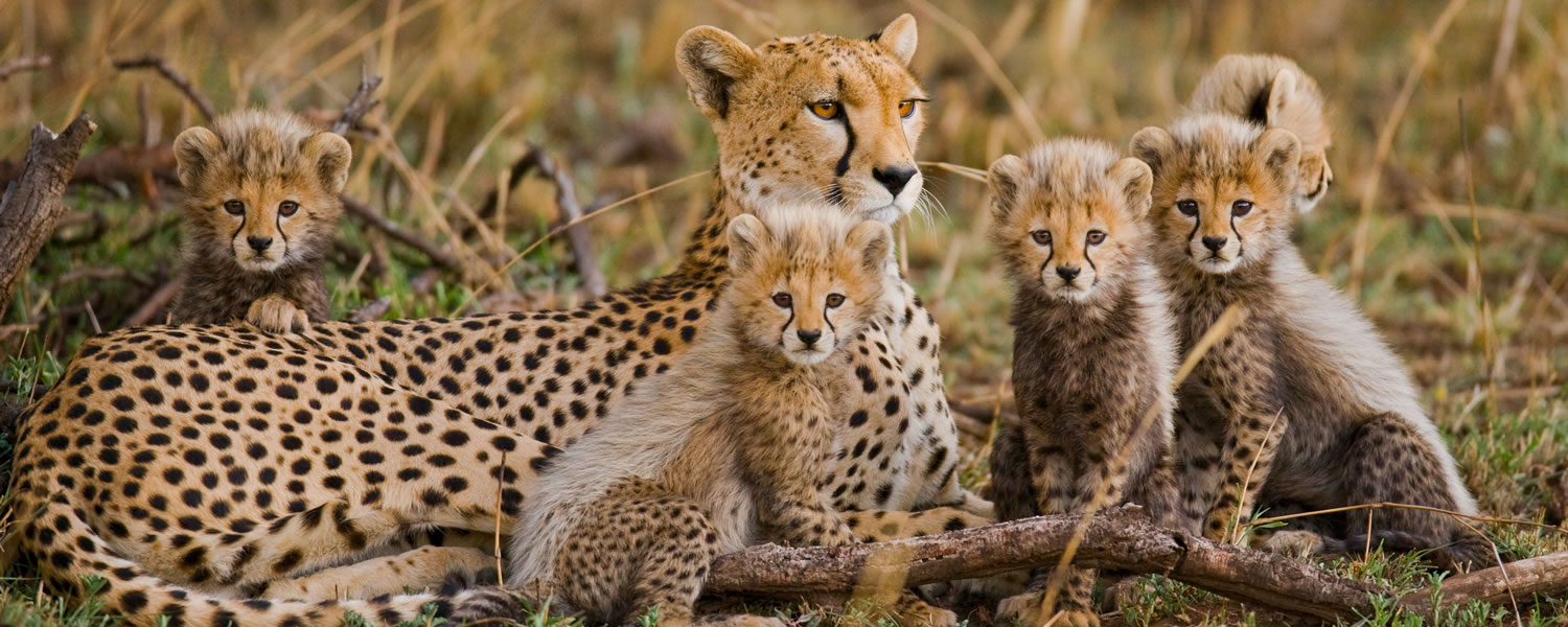 Leopards in Serengeti Park