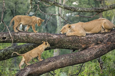 safari holidays serengeti