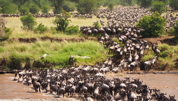 safari holidays serengeti