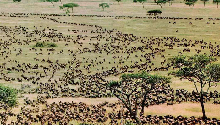 safari holidays serengeti